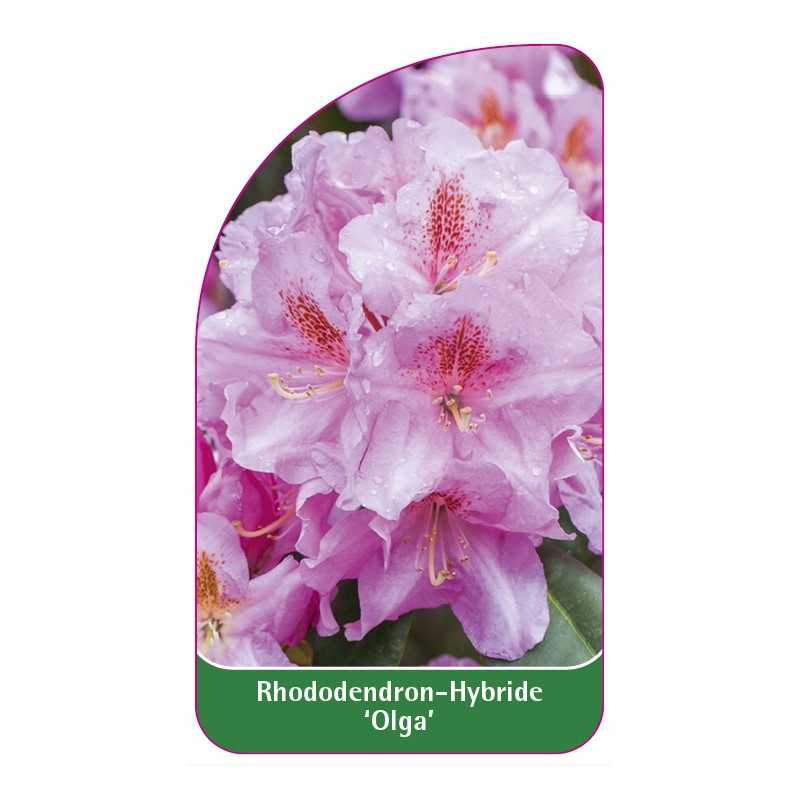 rhododendron-olga-1