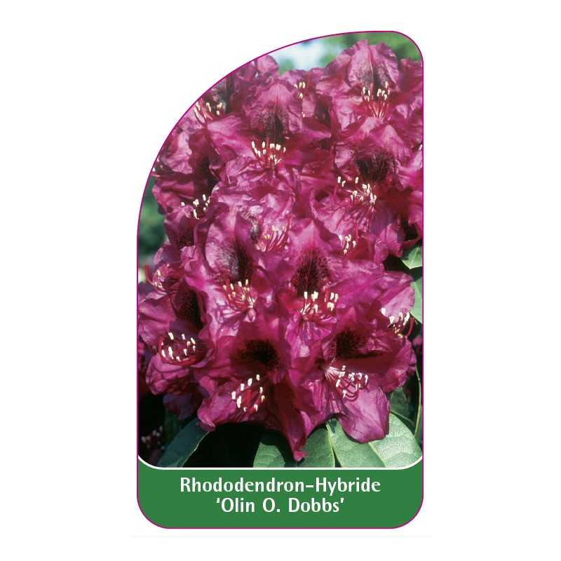 rhododendron-olin-o-dobbs-1
