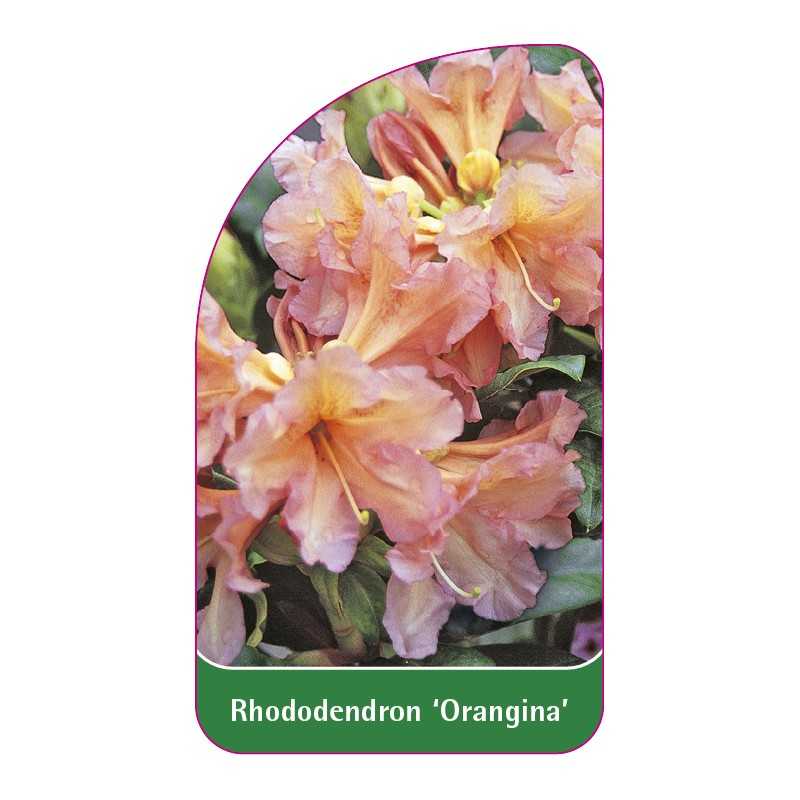 rhododendron-orangina-1