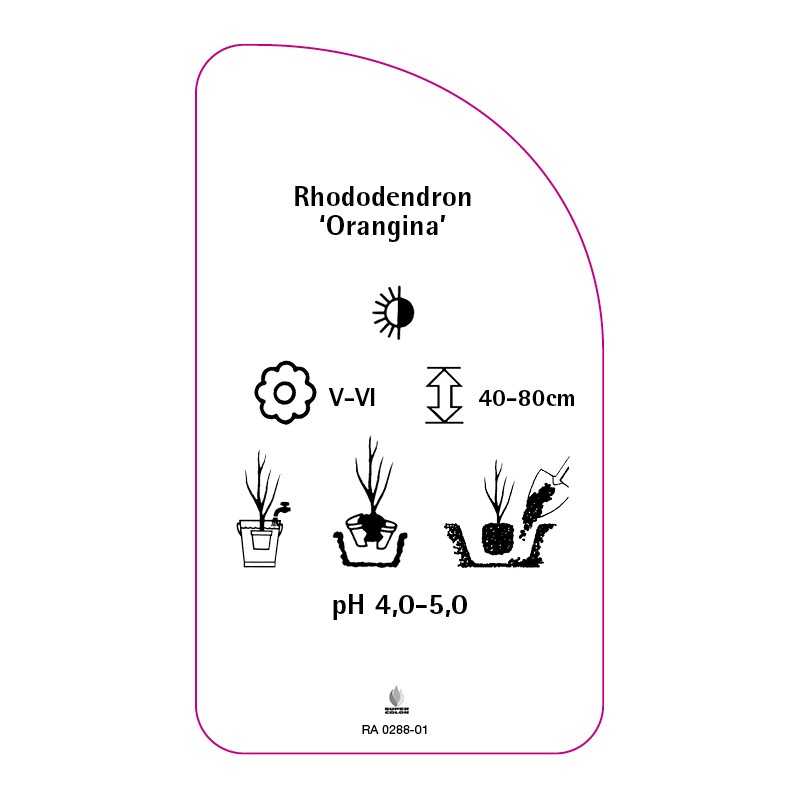 rhododendron-orangina-0