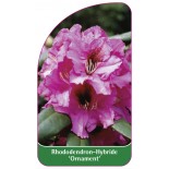 rhododendron-ornament-1
