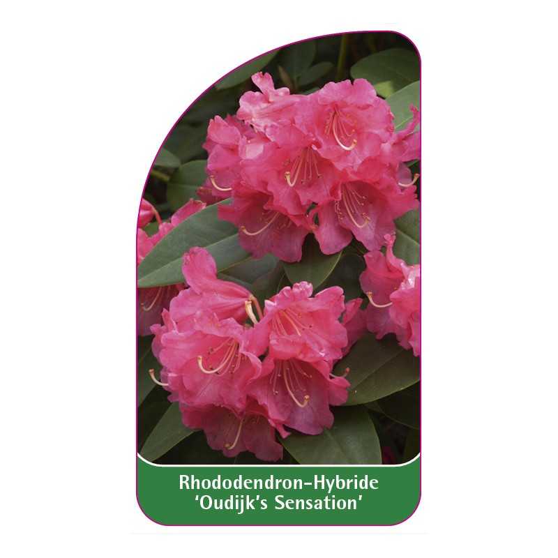 rhododendron-oudijk-s-sensation-1