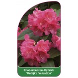 rhododendron-oudijk-s-sensation-1