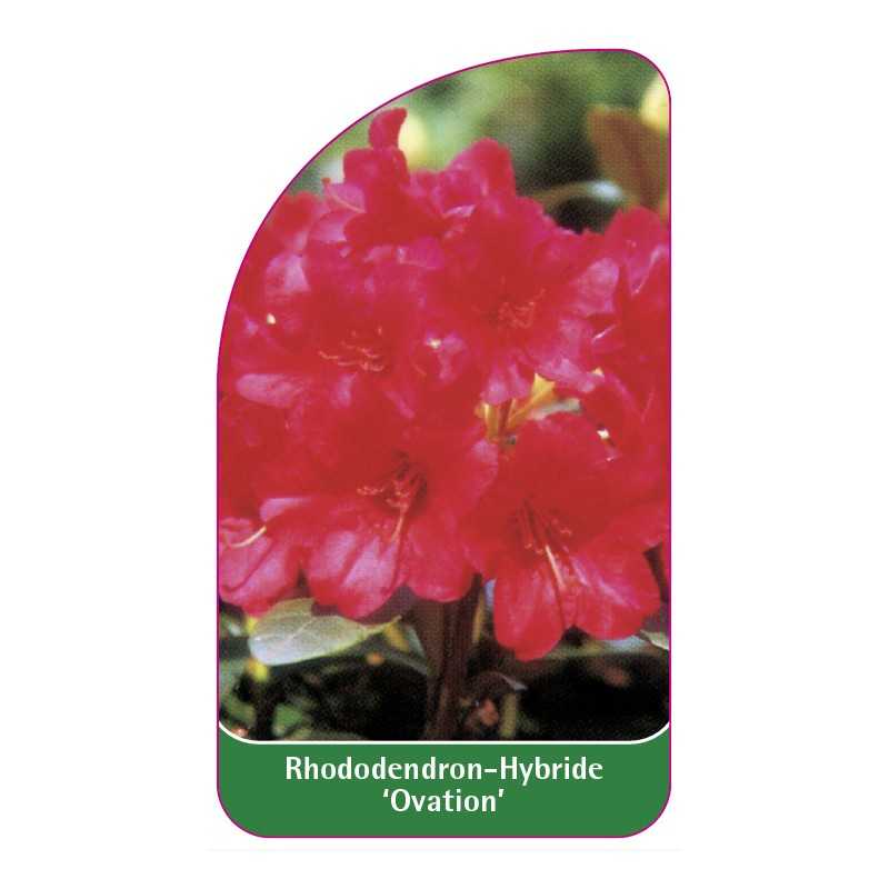 rhododendron-ovation-1