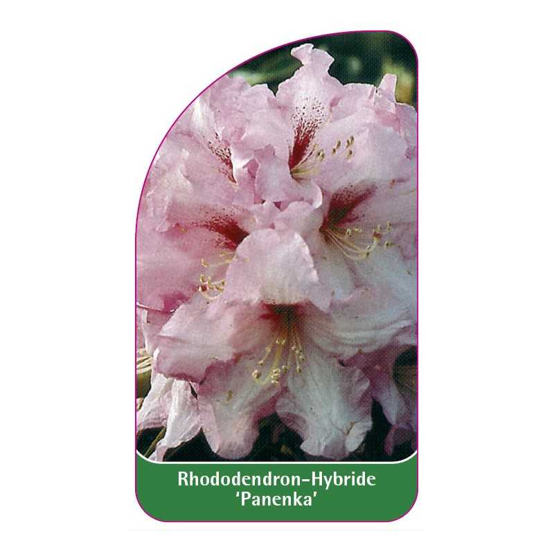 rhododendron-panenka-1