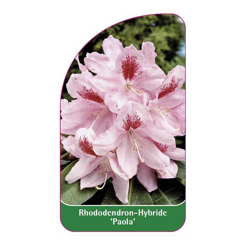 rhododendron-paola-1
