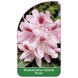 rhododendron-paola-1