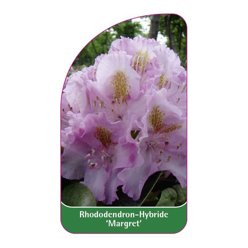 rhododendron-margret-1