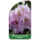 rhododendron-margret-1
