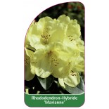 rhododendron-marianne-1