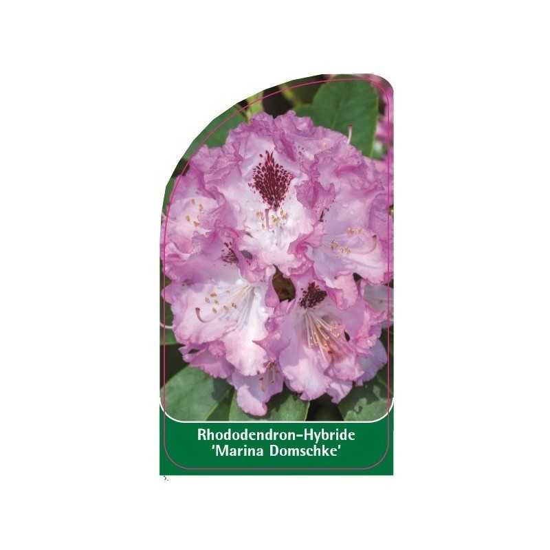 rhododendron-marina-domschke-1
