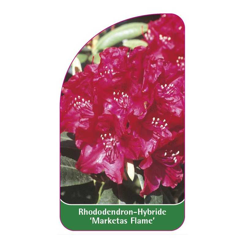 rhododendron-marketas-flame-1