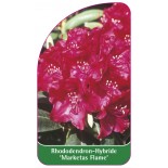 rhododendron-marketas-flame-1