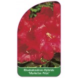 rhododendron-marketas-prize-1