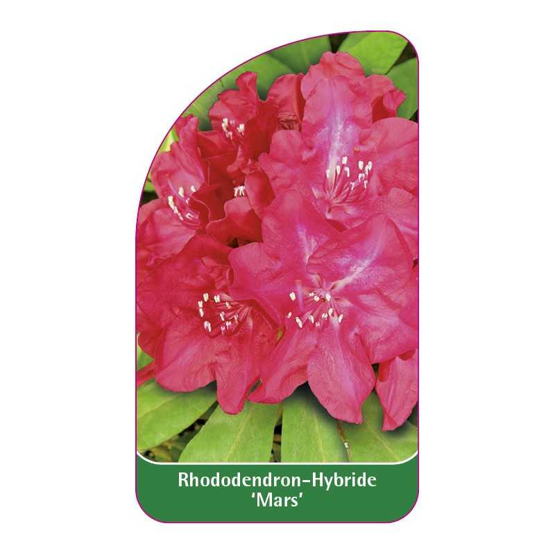 rhododendron-mars-1