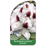 rhododendron-marsalla-1