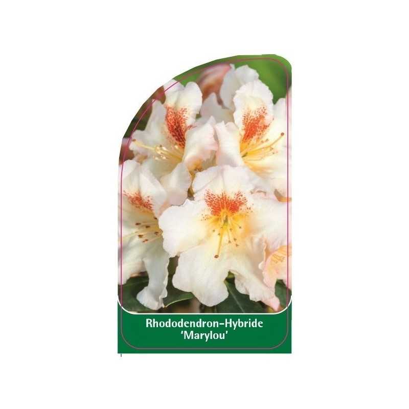 rhododendron-marylou-1