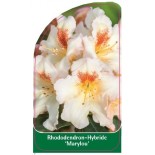 rhododendron-marylou-1