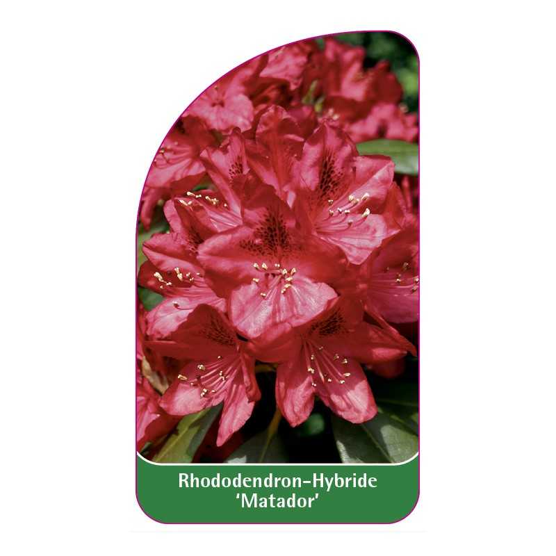 rhododendron-matador-1