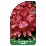 rhododendron-matador-1