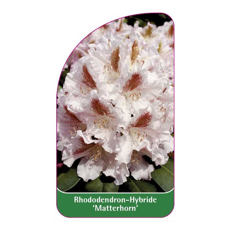 rhododendron-matterhorn-1