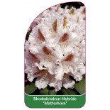 rhododendron-matterhorn-1