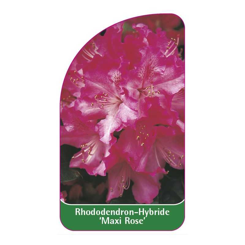 rhododendron-maxi-rose-1