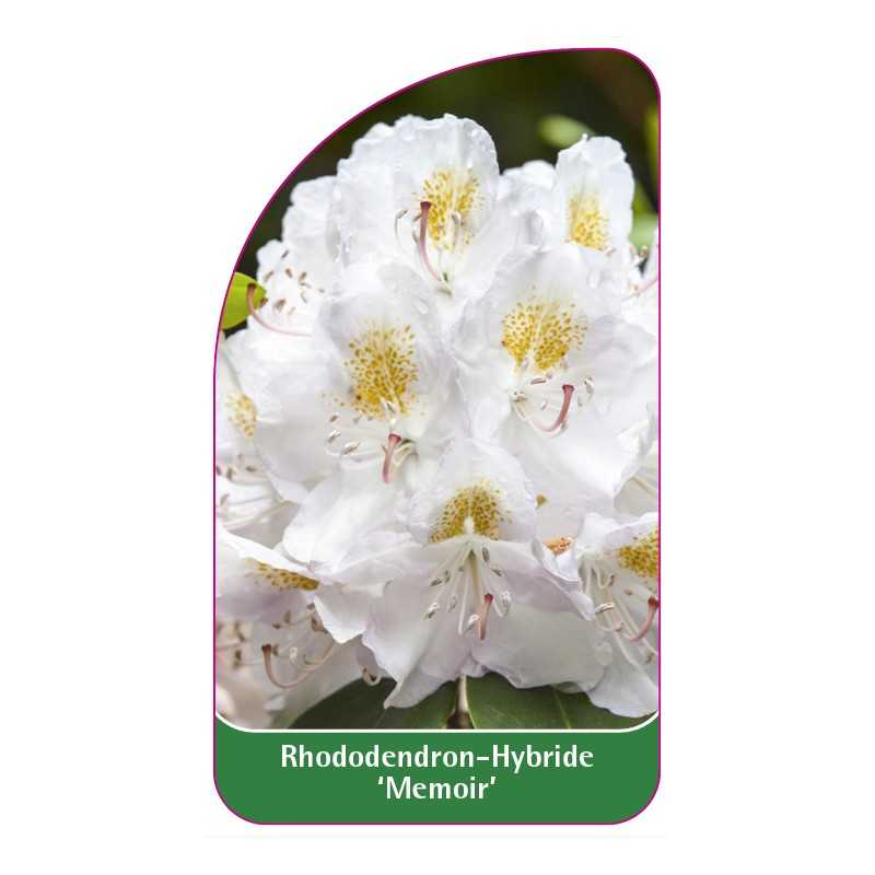 rhododendron-memoir-1