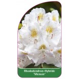 rhododendron-memoir-1
