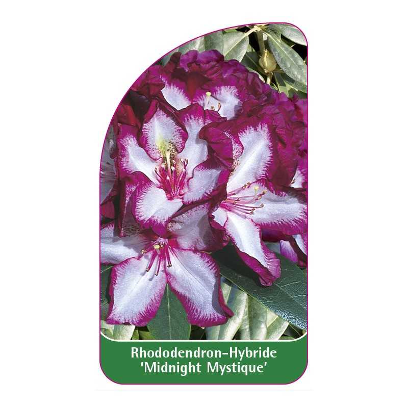rhododendron-midnight-mystique-1