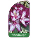 rhododendron-midnight-mystique-1