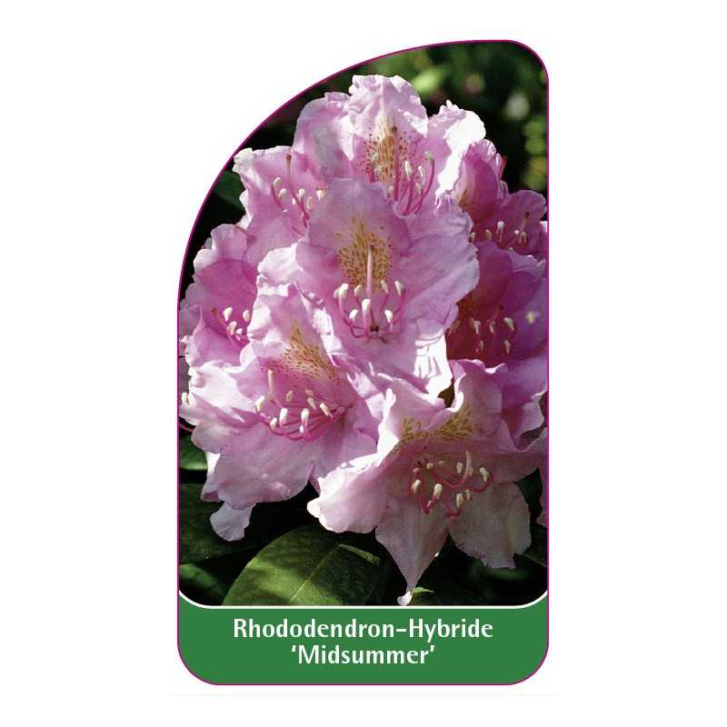 rhododendron-midsummer-1