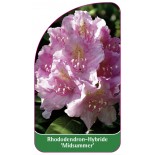 rhododendron-midsummer-1