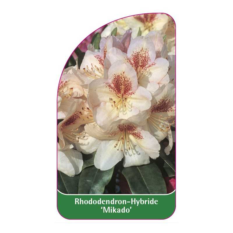 rhododendron-mikado-1