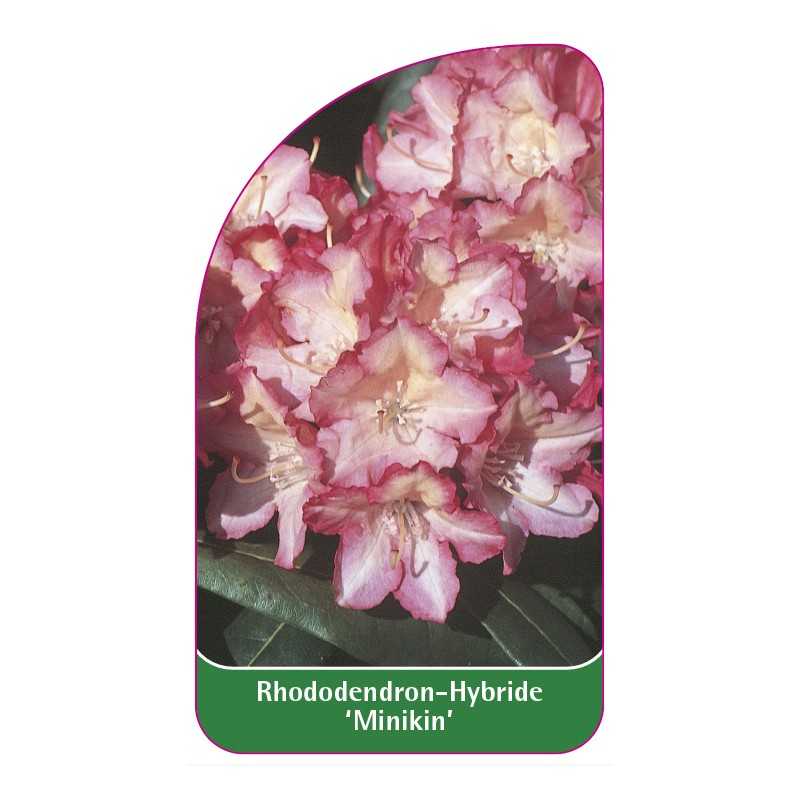 rhododendron-minikin-1