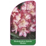 rhododendron-minikin-1