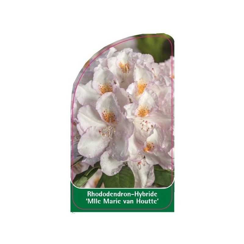 rhododendron-mlle-marie-von-houtte-1