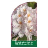 rhododendron-mlle-marie-von-houtte-1