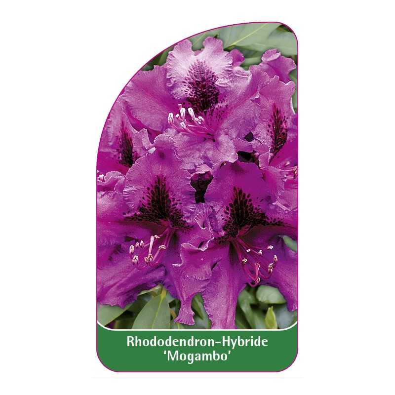 rhododendron-mogambo-1