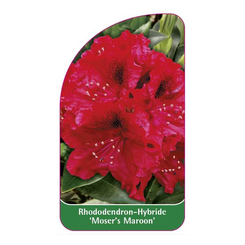 rhododendron-moser-s-maroon-1