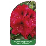 rhododendron-moser-s-maroon-1