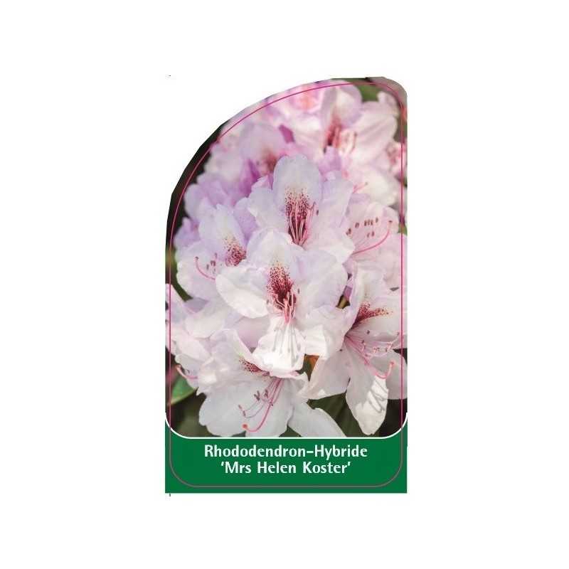 rhododendron-mrs-helen-koster-1