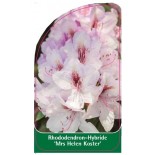 rhododendron-mrs-helen-koster-1