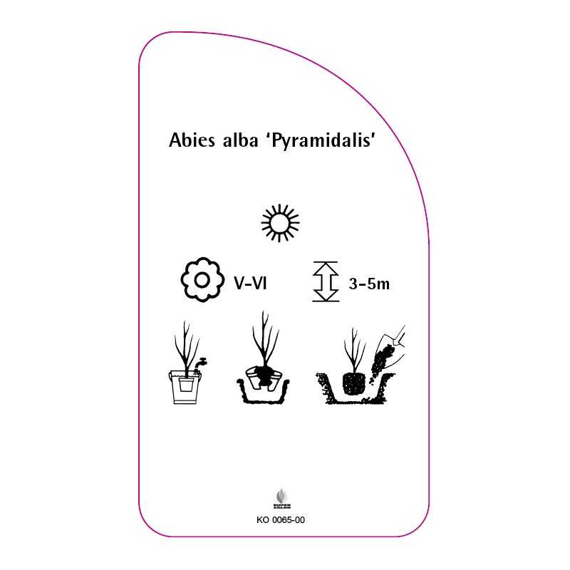 abies-alba-pyramidalis-0