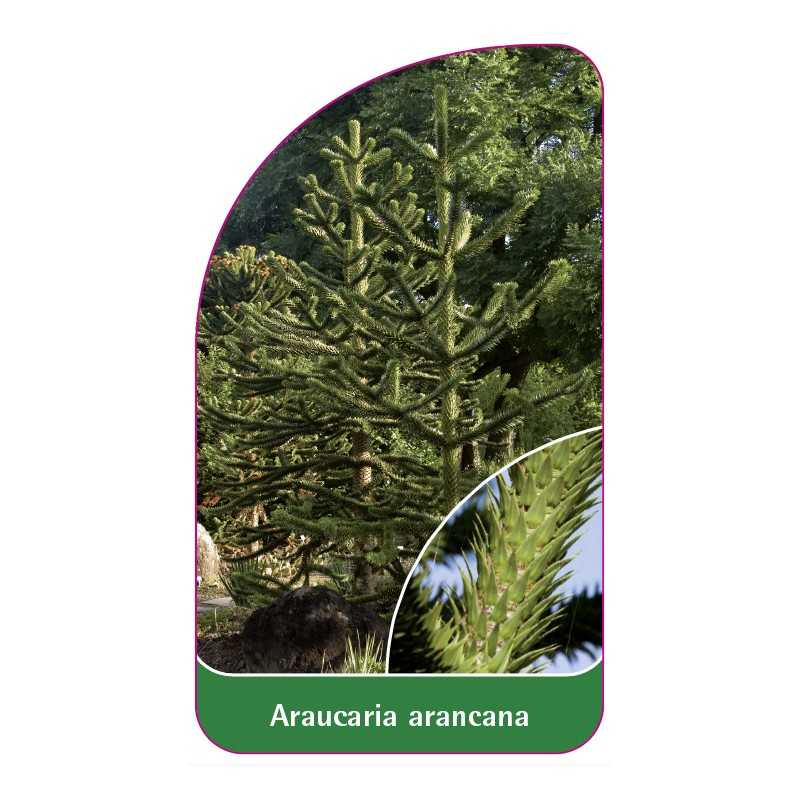 araucaria-araucana1