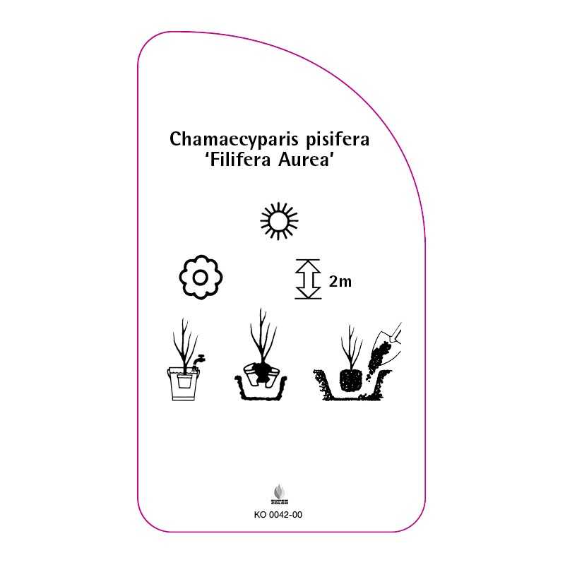 chamaecyparis-pisifera-filifera-aurea-0