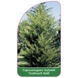 cupressocyparis-leylandii-castelwell-gold-1
