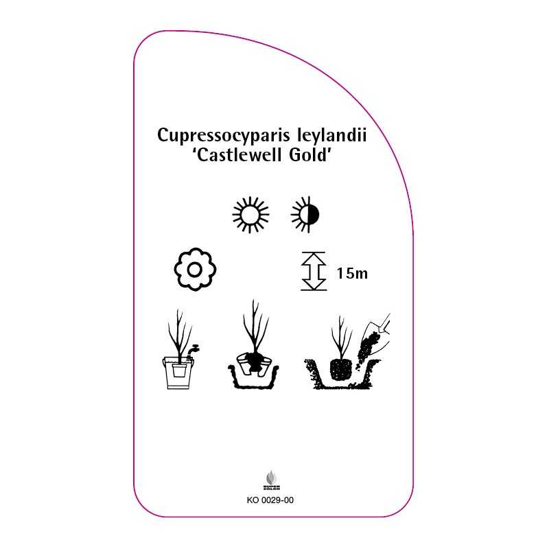 cupressocyparis-leylandii-castelwell-gold-0