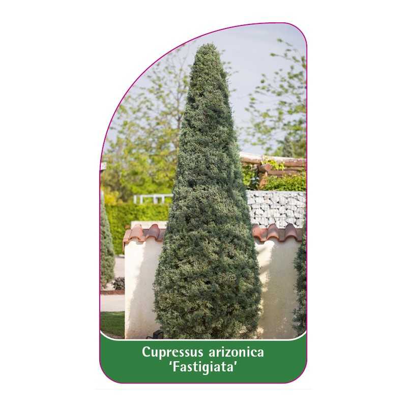 cupressus-arizonica-fastigiata-1
