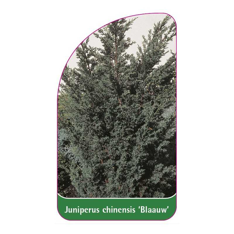 juniperus-chinensis-blaauw-1